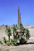 Lobelia in Simien mountains. North,  Ethiopia.