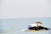 Pelican at Tana lake. Ethiopia.