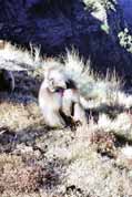 Gelada baboon. Simien mountains. Ethiopia.