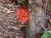 Flower. Costa Rica.