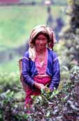 Tea picker. Area around Kalaw village. Myanmar (Burma).