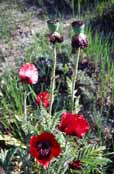Poppy, Mt Damavand area. Iran.