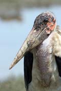 Marabou stork (Leptoptilos crumeniferus), Ziway lake. Ethiopia.