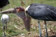Marabou stork (Leptoptilos crumeniferus), Ziway lake. Ethiopia.