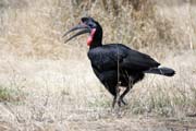 Ground Hornbill (Bucorvus ladbeateri), Ziway lake. Ethiopia.