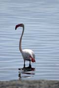 Greater Flamingo (Phoenicopterus ruber), Shala lake. Ethiopia.