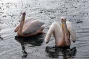 Pink-backed Pelican (Pelecanus rufescens), Shala lake. Ethiopia.