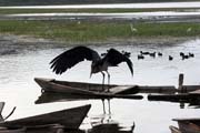 Marabou stork (Leptoptilos crumeniferus), Awasa lake. South,  Ethiopia.