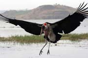 Marabou stork (Leptoptilos crumeniferus), Awasa lake. South,  Ethiopia.