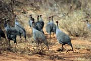 Vulturine Guineafowl (Acryllium vulturinum). South,  Ethiopia.