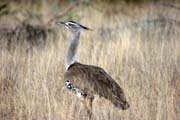 Kori Bustard (Ardeotis kori). Ethiopia.