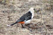 White-headed Buffalo-Weaver (Dinemellia dinemelli). Ethiopia.