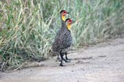Yellow-necked Spurfowl (Francolinus leucoscepus). South,  Ethiopia.