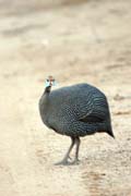 Helmeted Guineafowl (Numida meleagris). Ethiopia.