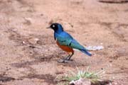 Superb Starling (Lamprotornis superbus). Ethiopia.