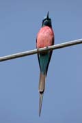 Carmine Bee-eater (Merops nubicus). Ethiopia.