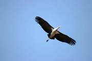 Marabou stork (Leptoptilos crumeniferus). Ethiopia.