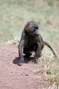 Baboon. Ethiopia.