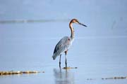 Goliath Heron (Ardea goliath), Arba Minch. South,  Ethiopia.