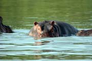 Hippo, Arba Minch. South,  Ethiopia.