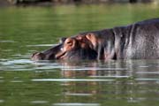 Hippo, Arba Minch. Ethiopia.