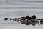Crocodyle, Arba Minch. Ethiopia.