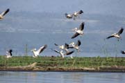 Pink-backed Pelicans (Pelecanus rufescens), Arba Minch. Ethiopia.