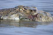 Crocodyle, Arba Minch. South,  Ethiopia.