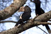 Silvery-cheeked Hornbill (Ceratogymna brevis), Arba Minch area. Ethiopia.