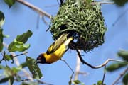Black-headed Weaver (Ploceus melanocephalus)., Arba Minch area. Ethiopia.