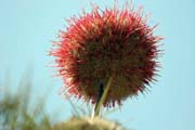 Flower. South,  Ethiopia.