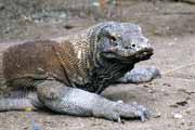 Komodo dragon at Rinca island. Nusa Tenggara,  Indonesia.