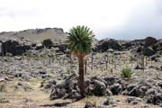 Flower giant lobelia. Bale Mountain National Park. Ethiopia.