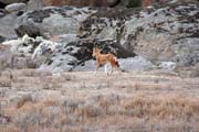 Ethiopian wolf. Bale Mountain National Park. Ethiopia.