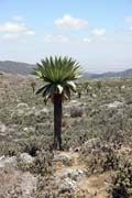 Bale Mountain National Park. South,  Ethiopia.
