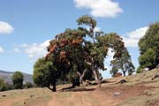 Bale Mountain National Park. South,  Ethiopia.