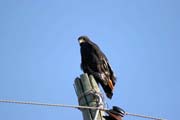 Brown Snake Eagle (Circaetus cinereus). Ethiopia.