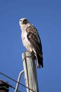 Little Sparrowhawk  (Accipiter minullus). Ethiopia.