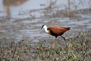 African jacana (Actophilornis africanuss). South,  Ethiopia.