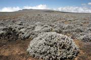 Landscape at Bale Mountain National Park. South,  Ethiopia.