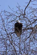 American Bald Eagle (Haliaeetus leucocephalus), Mississippi river area, Wabasha, Minnesota. United States of America.
