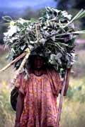 Woman returning from field. Indonesia.