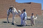 Camel market at the outskirts of Lybia market. Khartoum (Omdurman). Sudan.