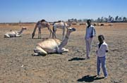 Camel market at the outskirts of Lybia market. Khartoum (Omdurman). Sudan.