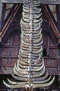 Decoration of traditional hose tongkonan. Number of horns of killed buffalos gives idea about richness of family. Tana Toraja area. Sulawesi, Indonesia.
