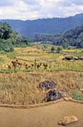 Ricefield, Tana Toraja area. Sulawesi, Indonesia.