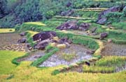 Ricefield, Tana Toraja area. Sulawesi, Indonesia.