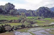 Ricefields along way from Mamasa to Rantepao. Tana Toraja area. Sulawesi, Indonesia.