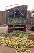 Mango fuitage was really big. Kayes town. Mali.