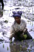 Working at rice field near Bukittingi. Sumatra, Indonesia.